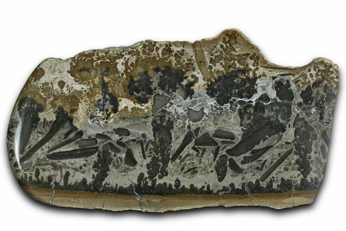 Triassic Aged Stromatolite Fossil - England #365716